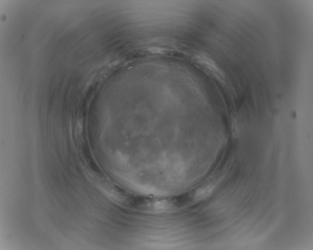 X0000076380365200610202045