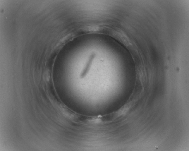 X0000076380374200610202045