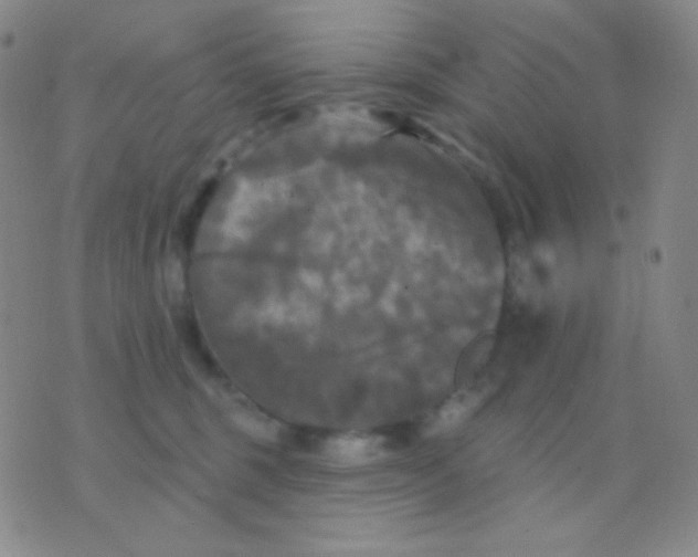 X0000076380375200610202045