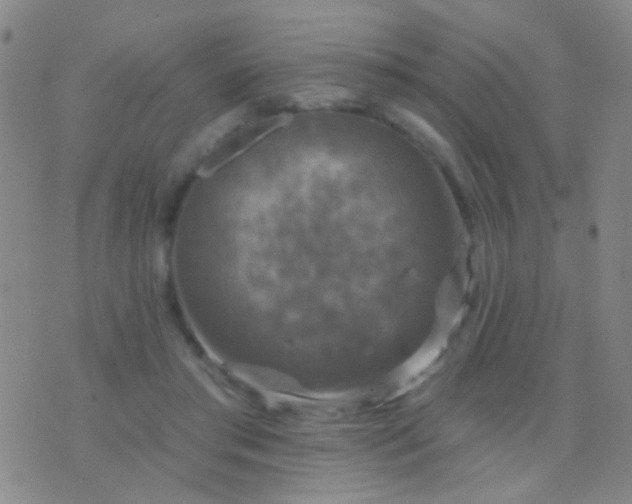 X0000076380405200610202044