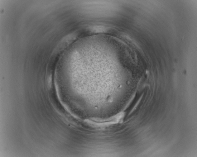 X0000076380406200610202044