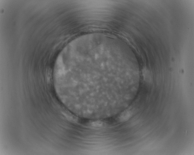 X0000076380423200610202044