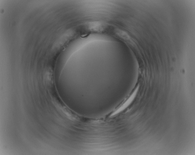 X0000076380424200610202044