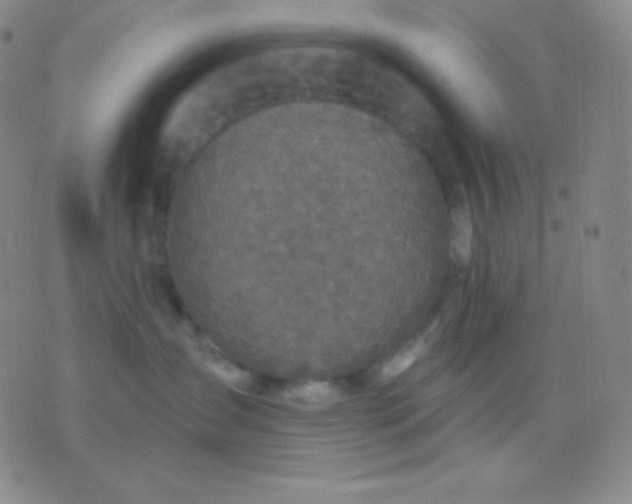 X0000076380431200610202044