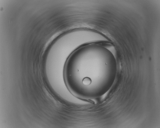 X0000076380440200610202043