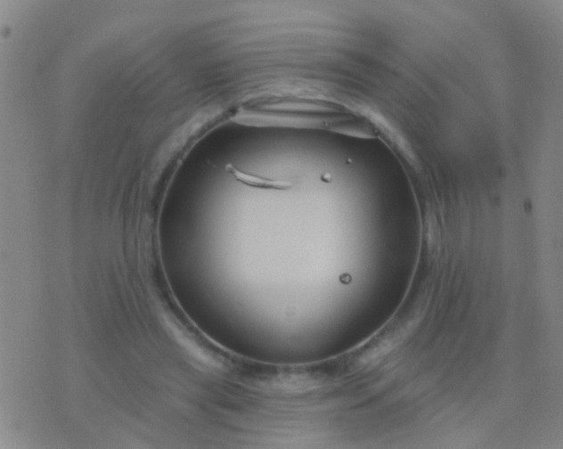 X0000076380445200610202043