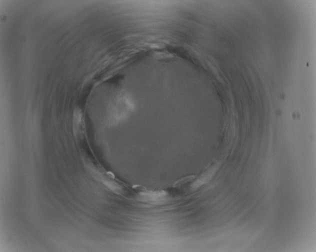 X0000076380480200610202044