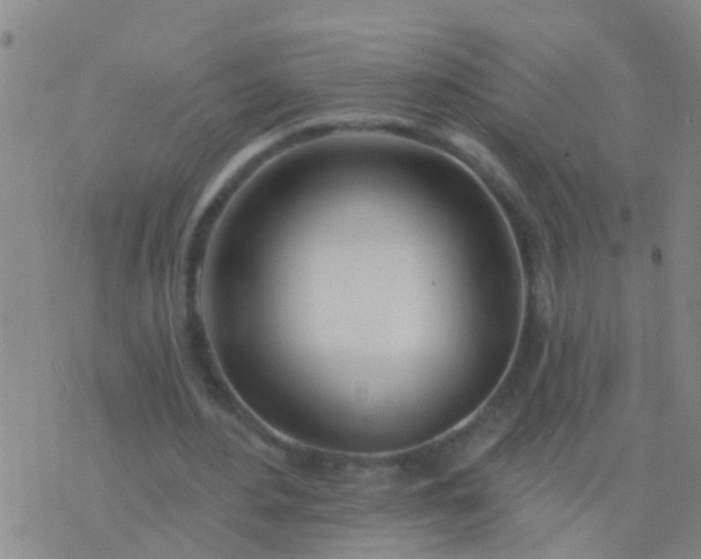 X0000076380484200610202043