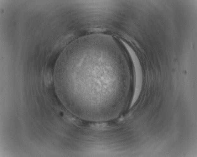 X0000076380517200610202042