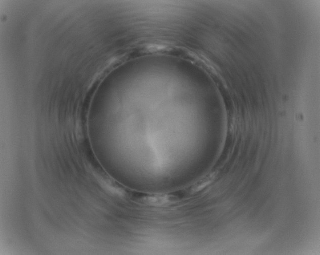 X0000076380524200610202042