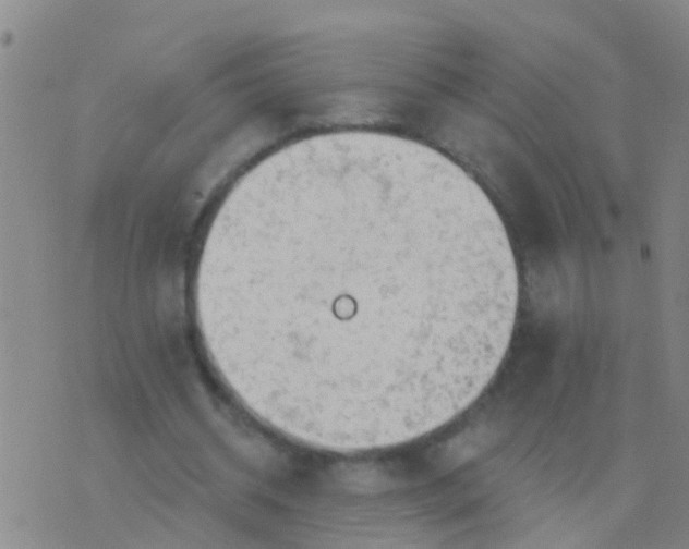 X0000076380534200610202042