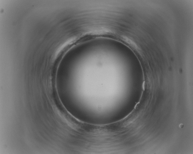 X0000076380535200610202042