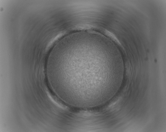 X0000076380538200610202042