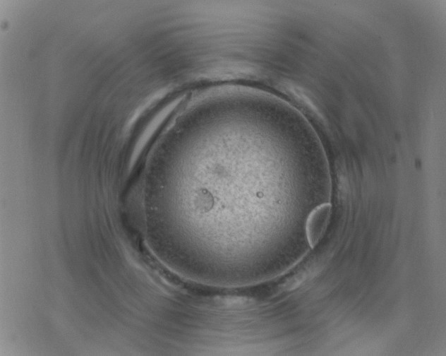 X0000076380539200610202042