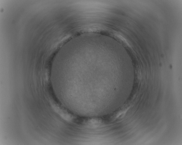 X0000076380546200610202042