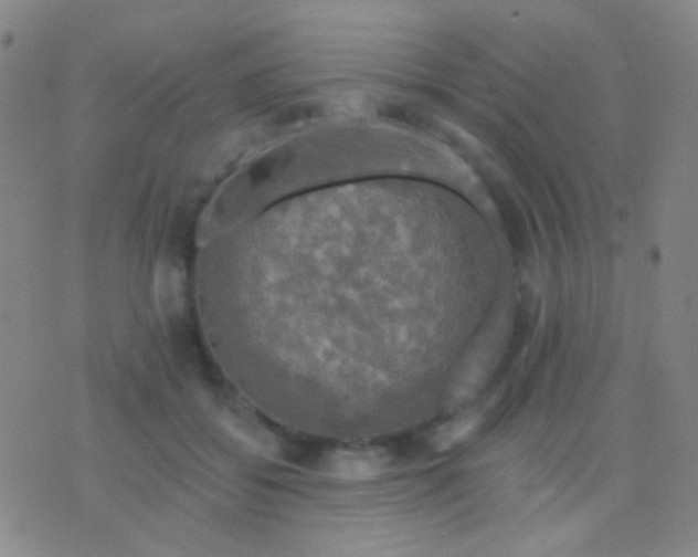 X0000076380556200610202042