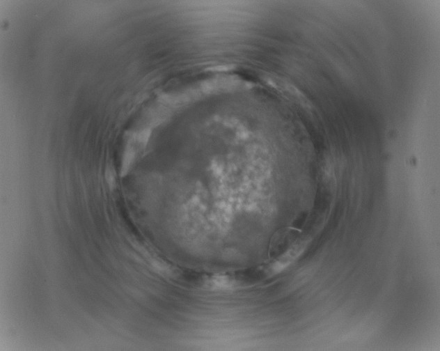 X0000076380565200610202042