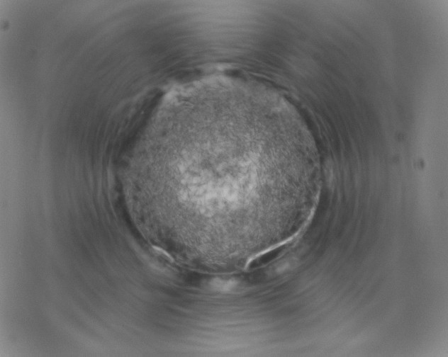 X0000076380570200610202042