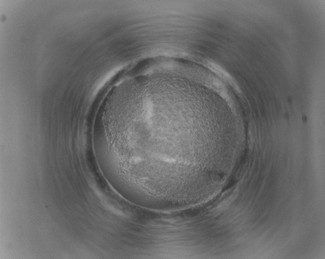 X0000076380580200610202041