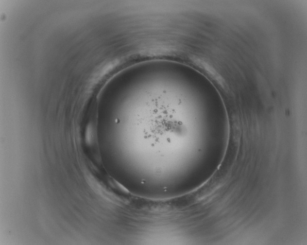 X0000076380631200610202040