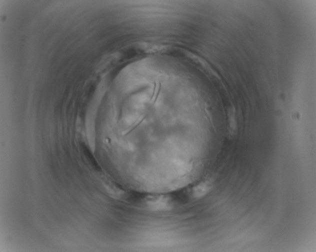 X0000076380667200610202041