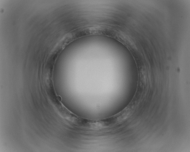 X0000076380698200610202039