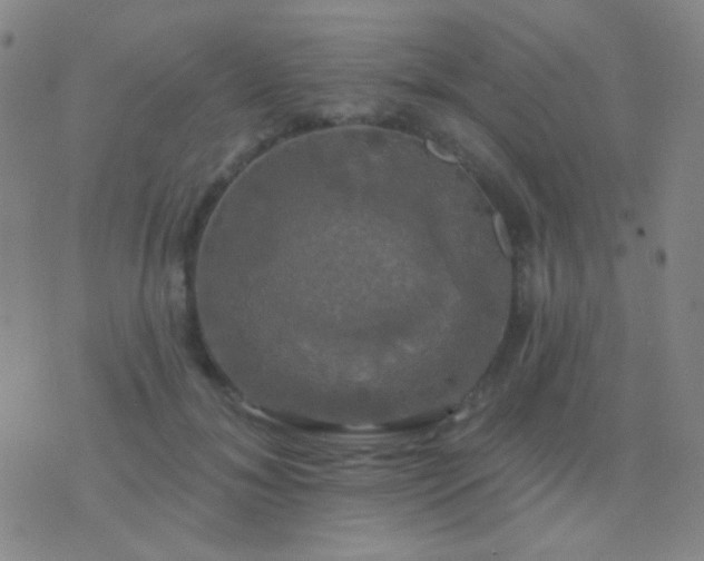 X0000076380700200610202039