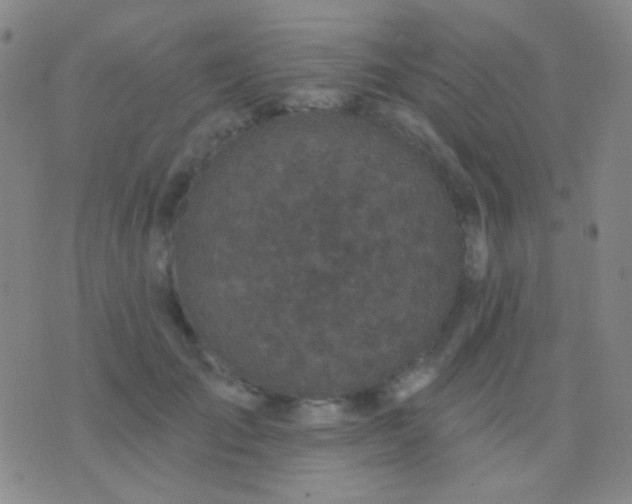 X0000076380701200610202039