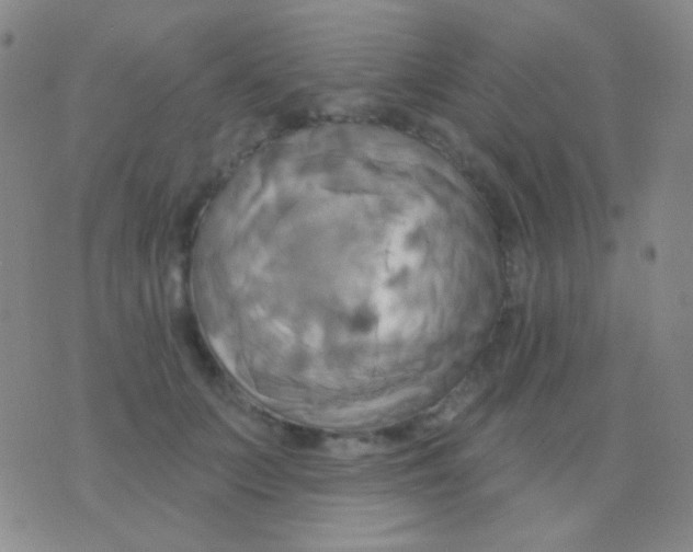 X0000076380703200610202039