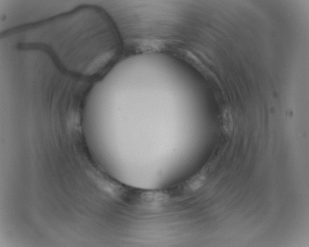 X0000076380714200610202039