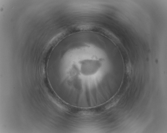 X0000076380733200610202038