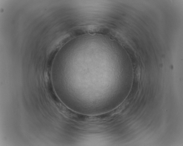 X0000076380746200610202039