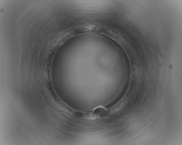 X0000076380754200610202039