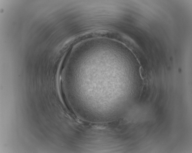 X0000076380773200610202038