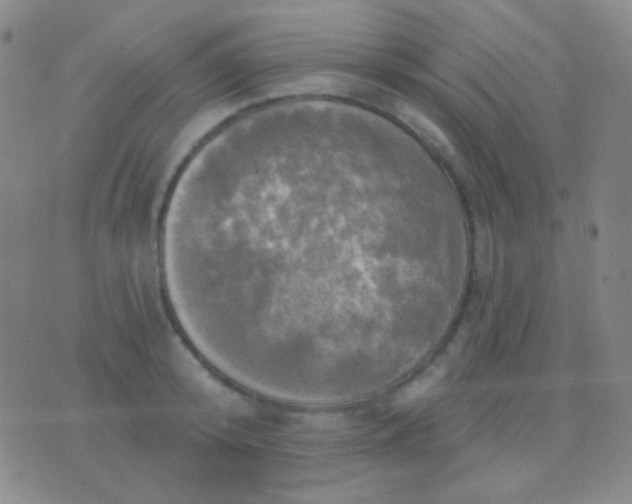 X0000076380800200610202038