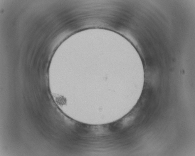 X0000076380807200610202038