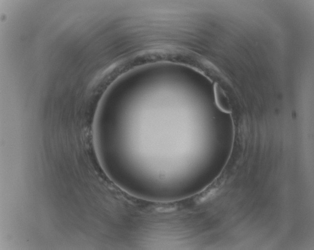 X0000076380822200610202037