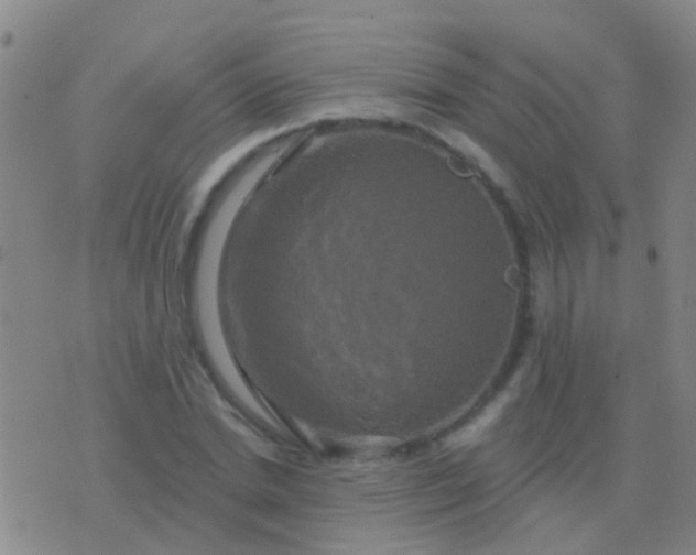 X0000076380830200610202037