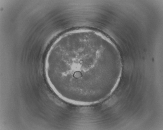 X0000076380832200610202037