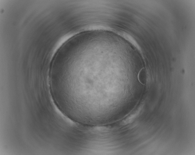 X0000076380847200610202037