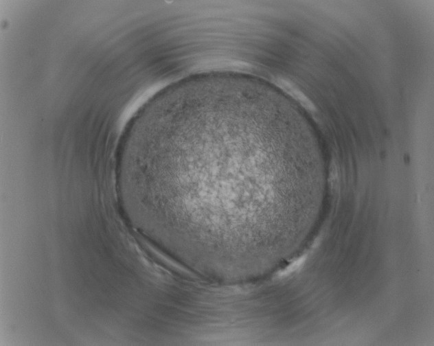 X0000076380877200610202037