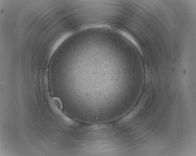 X0000076380906200610202036