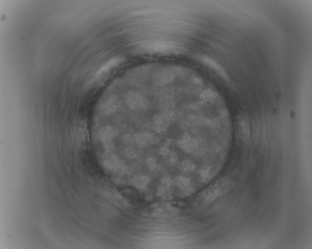 X0000076380918200610202035