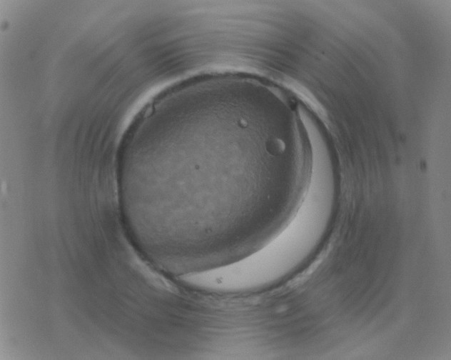 X0000076380934200610202036