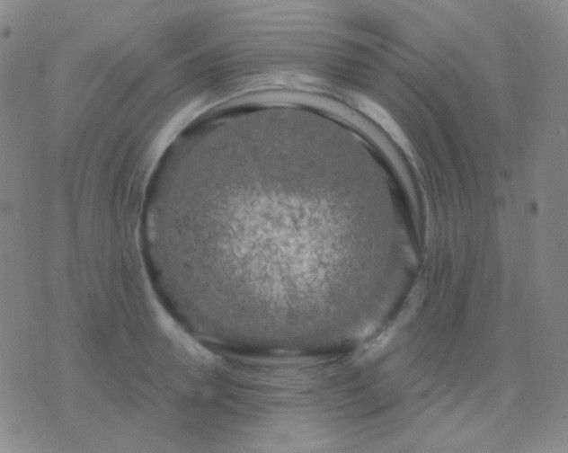 X0000076380946200610202036