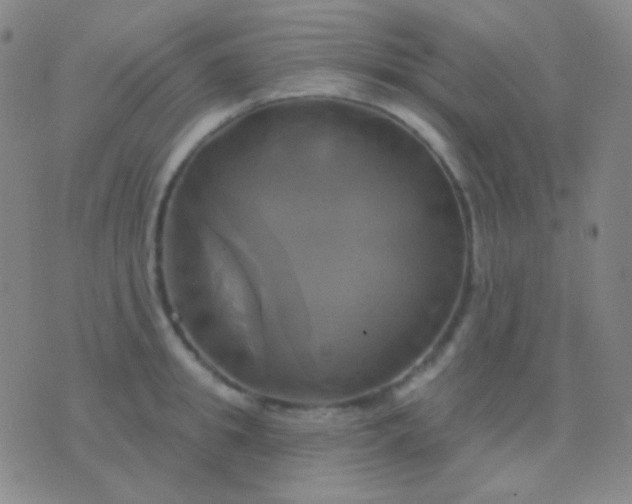 X0000076380949200610202036