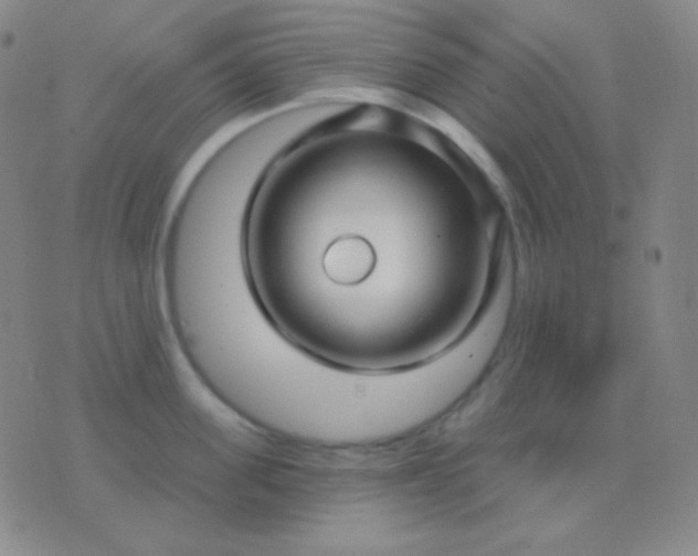 X0000076380955200610202036