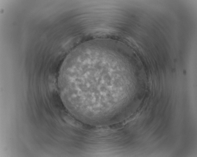 X0000076380964200610202035