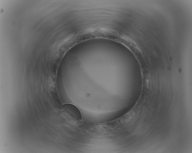 X0000076380966200610202035