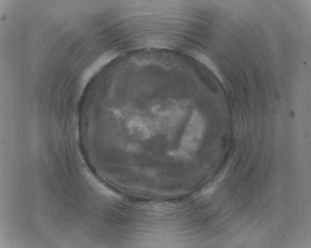 X0000076380987200610202035